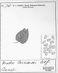 Pucciniastrum circaeae image